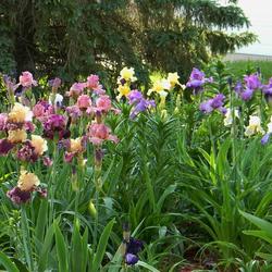 
Date: 2011-06-09
Iris in bloom zone 4a