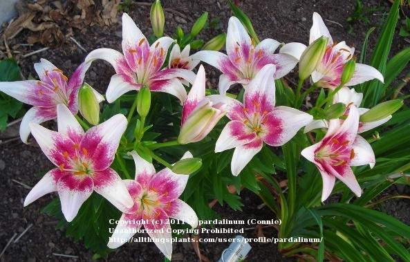 Photo of Lily (Lilium 'Strawberry and Cream') uploaded by pardalinum