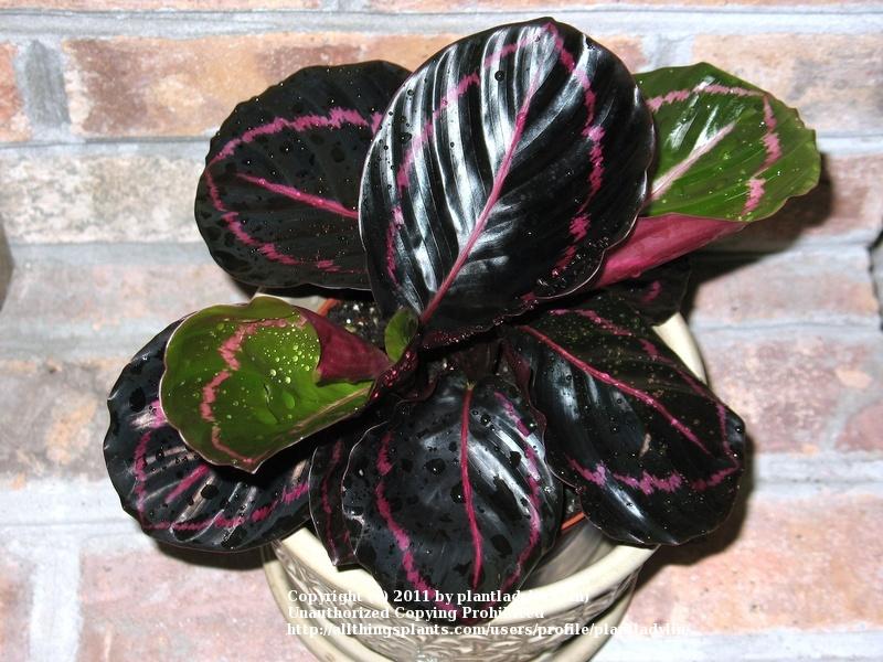 Photo of Rose Painted Calathea (Goeppertia roseopicta 'Dottie') uploaded by plantladylin