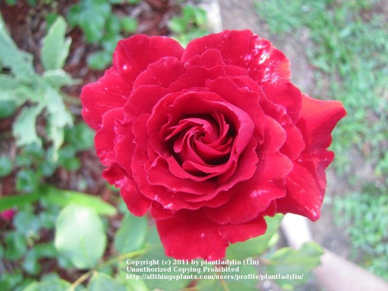 Photo of Roses (Rosa) uploaded by plantladylin