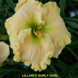 Location: Daylily Place Lillian Alabama Region 14
Date: Mid May 2011
Photo Courtesy of Fred Manning, Daylily Place. Used With Permissi
