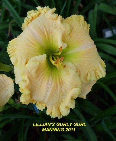 Photo of Daylily (Hemerocallis 'Lillian's Gurly Gurl') uploaded by spunky1
