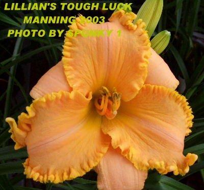Photo of Daylily (Hemerocallis 'Lillian's Tough Luck') uploaded by spunky1