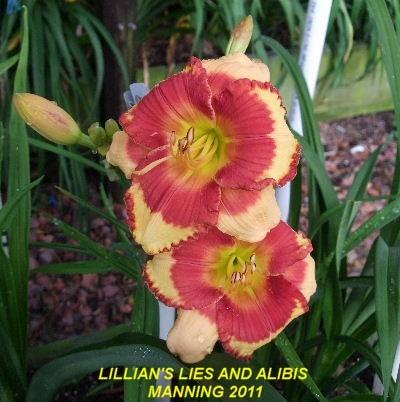 Photo of Daylily (Hemerocallis 'Lillian's Lies and Alibis') uploaded by spunky1