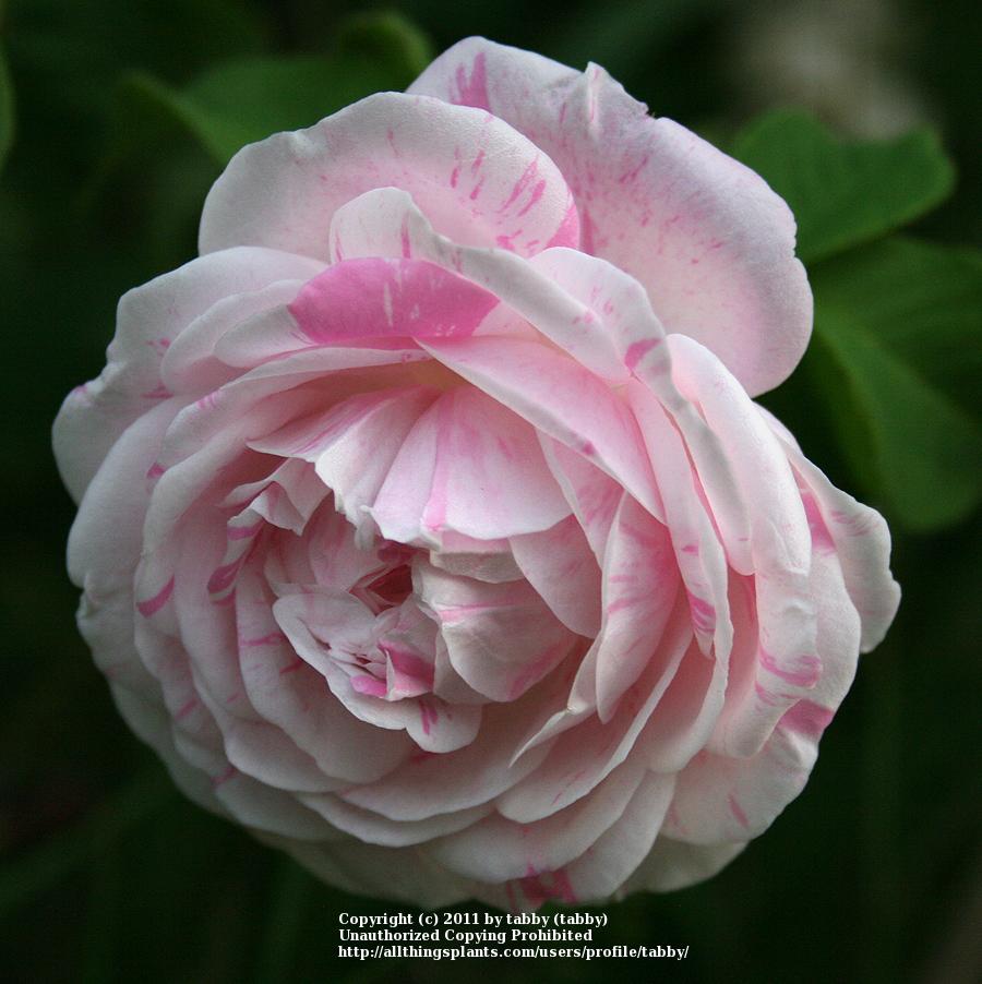 Photo of Rose (Rosa 'Centifolia Variegata') uploaded by tabby