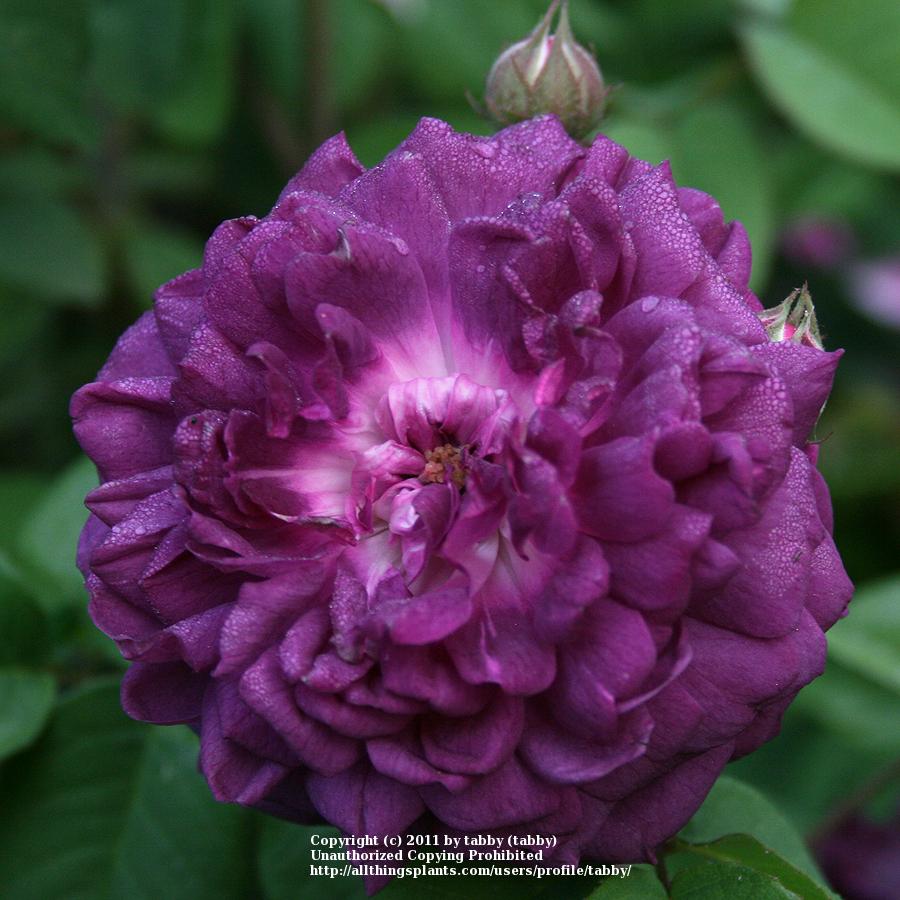 Photo of Rose (Rosa 'Cardinal de Richelieu') uploaded by tabby