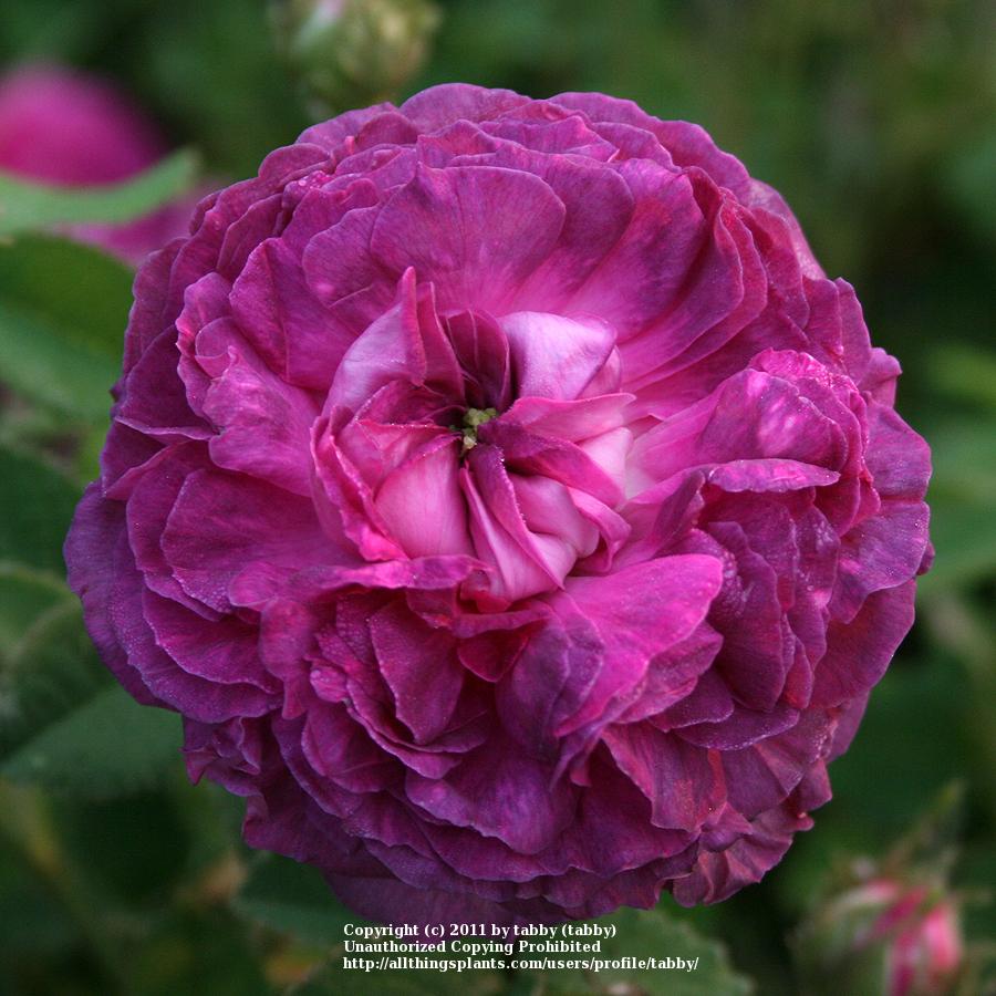 Photo of Rose (Rosa 'Belle de Crecy') uploaded by tabby