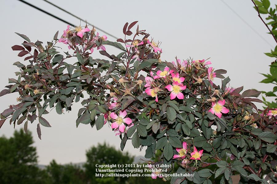 Photo of Red Leaf Rose (Rosa glauca) uploaded by tabby