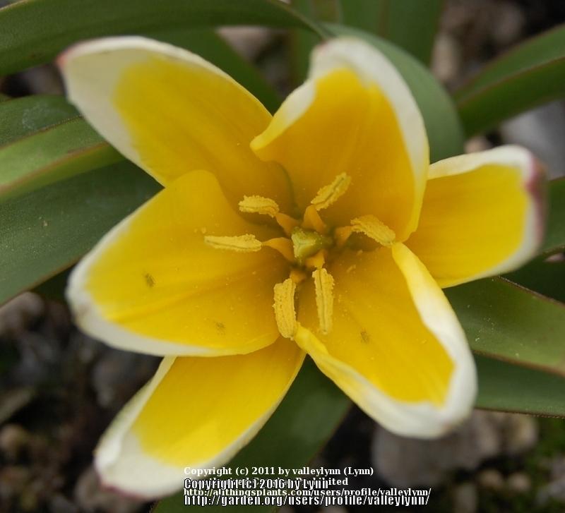 Photo of Tarda Tulip (Tulipa urumiensis) uploaded by valleylynn