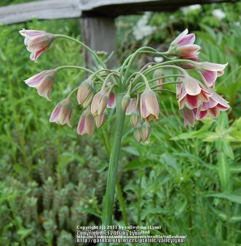 Photo of Mediterranean Bells (Allium siculum) uploaded by valleylynn