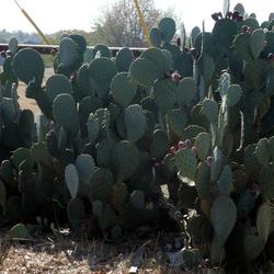 Location: Northeastern, Texas
Date: October 7, 2011
Texas prickly pear often grows yo 5 ft. tall