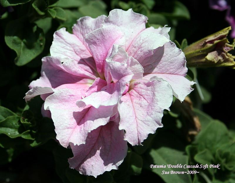 Photo of Double Grandiflora Petunia (Petunia 'Double Cascade Soft Pink') uploaded by Calif_Sue