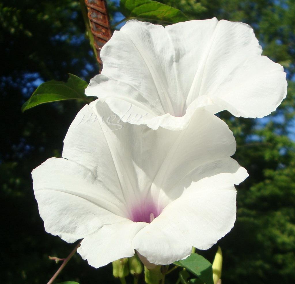 Photo of Man of the earth (Ipomoea pandurata) uploaded by EmmaGrace