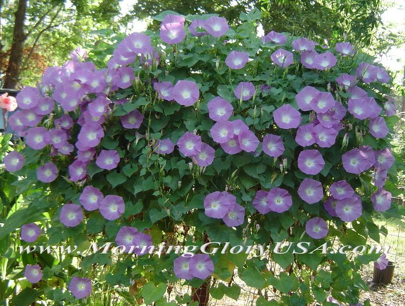 Photo of Morning Glory (Ipomoea tricolor 'Wedding Bells') uploaded by EmmaGrace