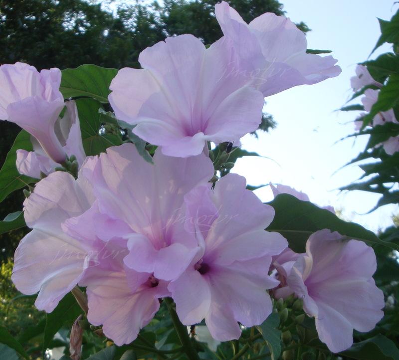 Photo of Morning Glory Tree (Ipomoea carnea) uploaded by EmmaGrace