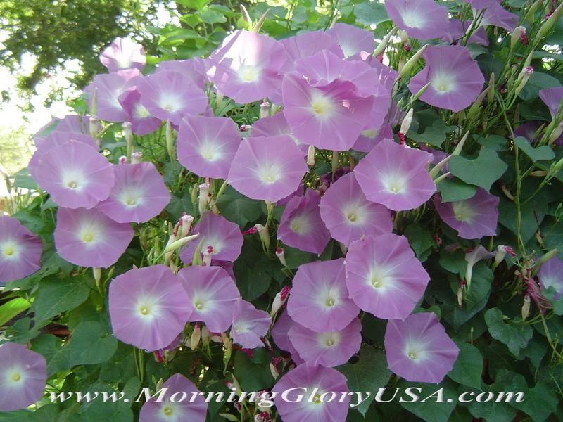 Photo of Morning Glory (Ipomoea tricolor 'Wedding Bells') uploaded by EmmaGrace