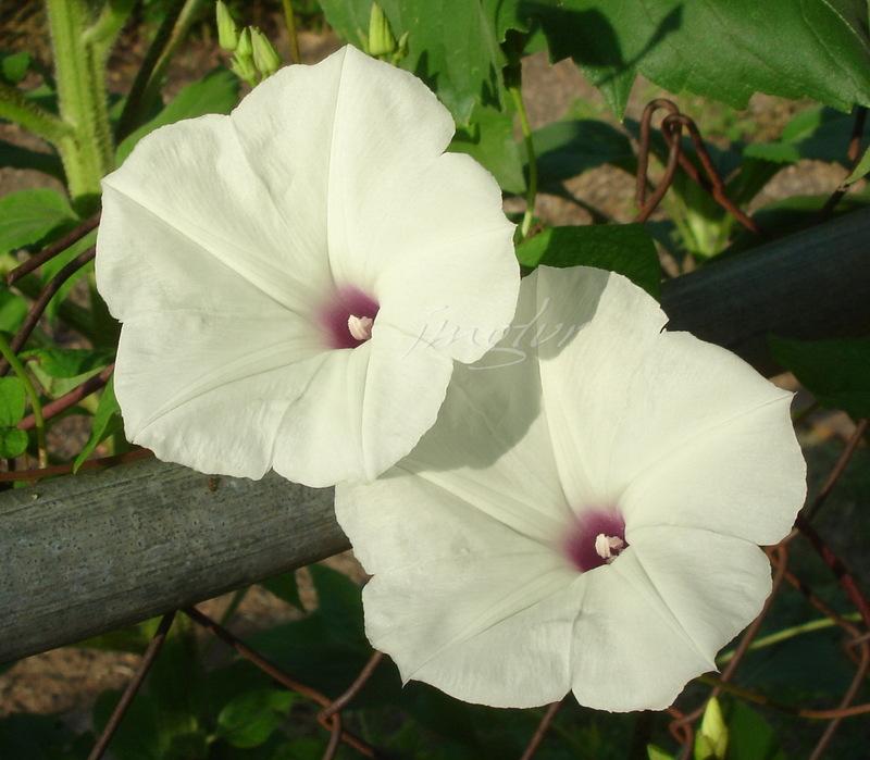 Photo of Man of the earth (Ipomoea pandurata) uploaded by EmmaGrace