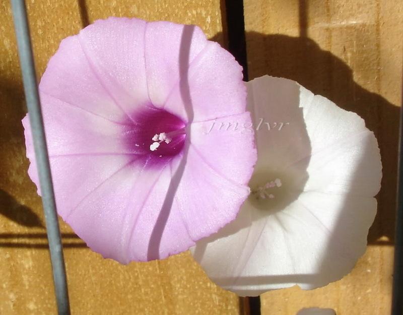 Photo of Morning Glory (Ipomoea cordatotriloba) uploaded by EmmaGrace