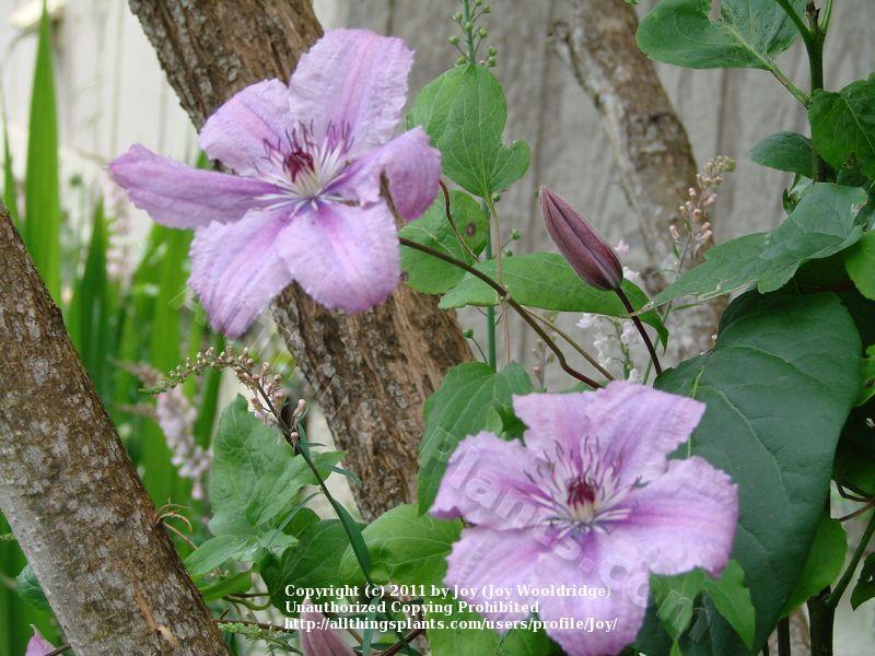 Photo of Clematis Pink Chiffon™ uploaded by Joy