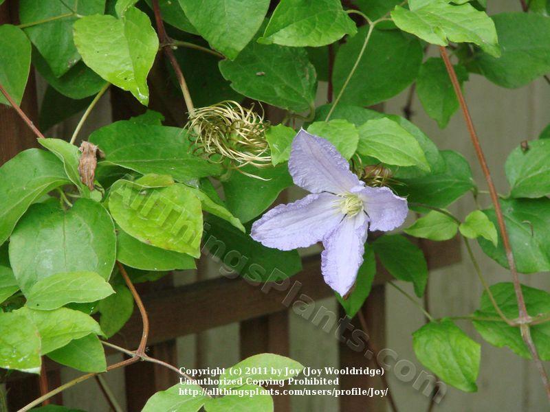 Photo of Clematis Blue Angel uploaded by Joy