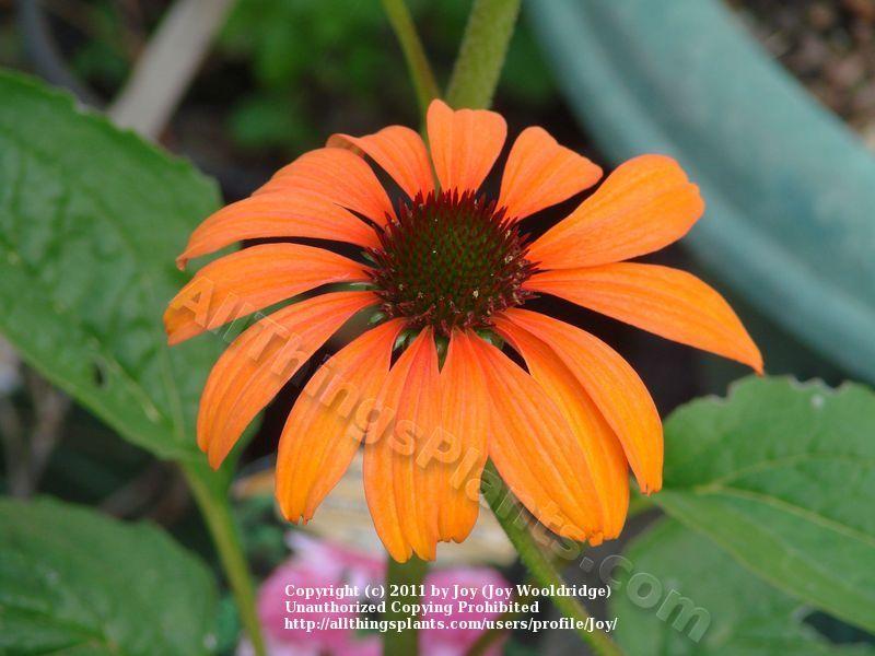 Photo of Coneflower (Echinacea purpurea 'Tangerine Dream') uploaded by Joy