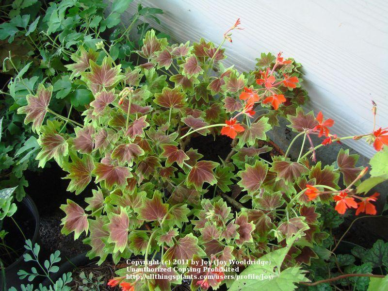Photo of Zonal Geranium (Pelargonium x hortorum 'Vancouver Centennial') uploaded by Joy