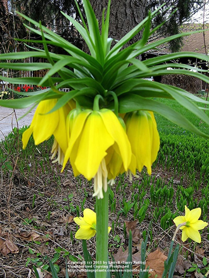 Photo of Crown Imperial Fritillary (Fritillaria imperialis 'Maxima Lutea') uploaded by LarryR