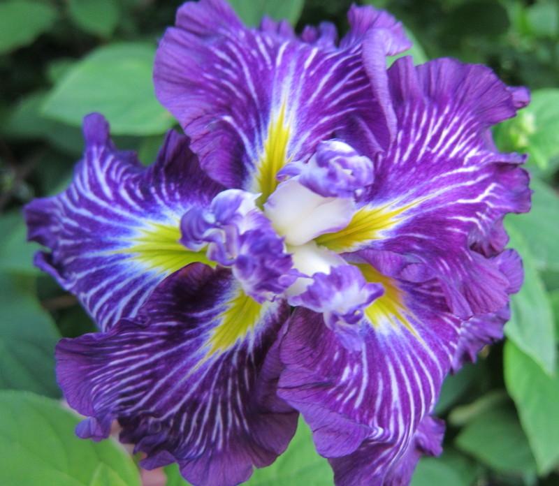 Photo of Japanese Iris (Iris ensata 'Geisha Obi') uploaded by PollyK