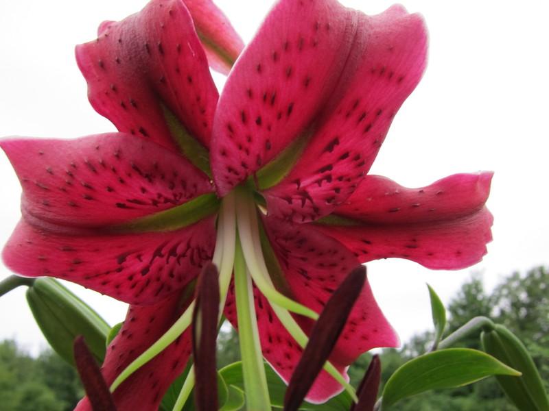 Photo of Lily (Lilium 'Miss Feya') uploaded by PollyK