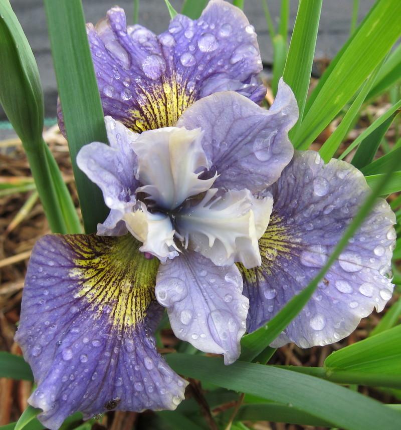 Photo of Siberian Iris (Iris 'Echo the Wind') uploaded by PollyK