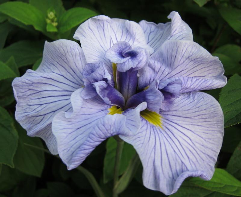 Photo of Japanese Iris (Iris ensata 'Banjo Blues') uploaded by PollyK