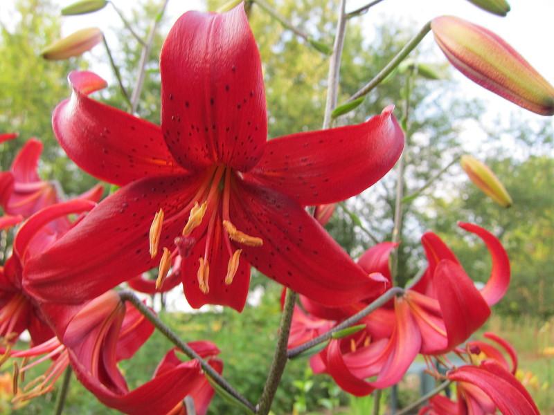 Photo of Lily (Lilium 'Red Velvet') uploaded by PollyK