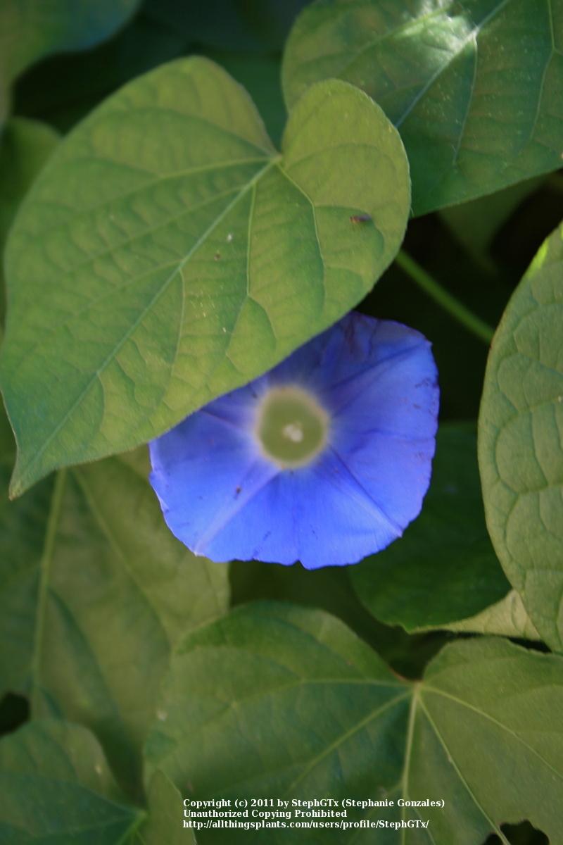 Photo of Japanese Morning Glory (Ipomoea nil) uploaded by StephGTx