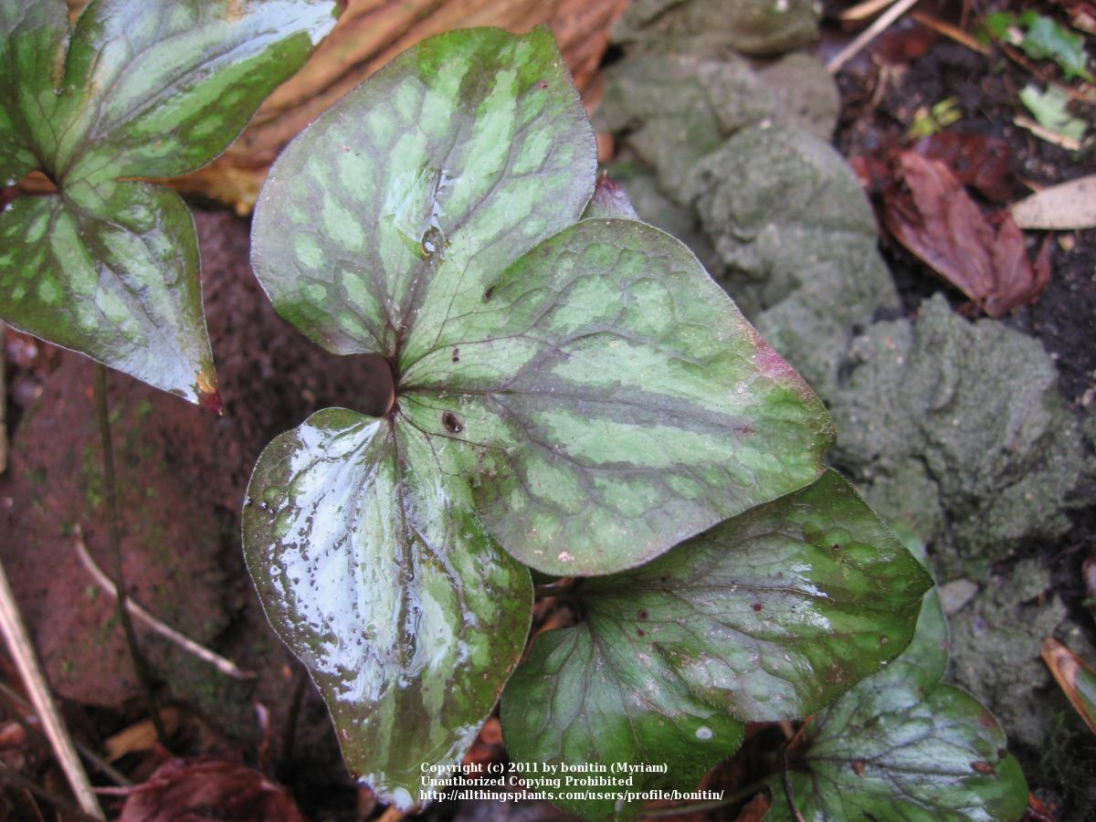 Photo of Liverleaf (Hepatica nobilis var. obtusa) uploaded by bonitin