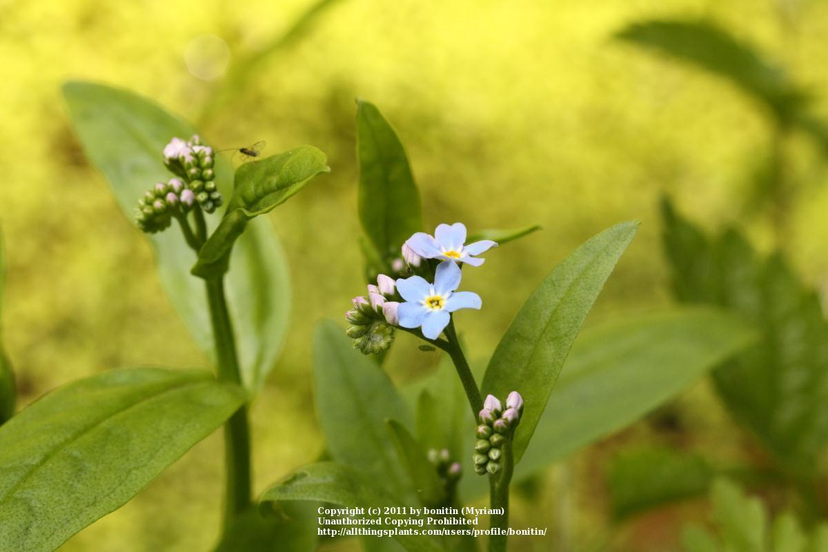 Photo of Water Forget-Me-Not (Myosotis scorpioides) uploaded by bonitin