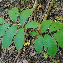 Location: Natural Area in Northeastern Indiana - Zone 5
Date: 2011-10-07
A new plant formed with the aid of a runner sent out from the col