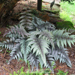Location: z5 MA, my garden
Date: 2011-06-26
Athyrium niponicum var. pictum. Under Hinoki Cypress. Bright shad