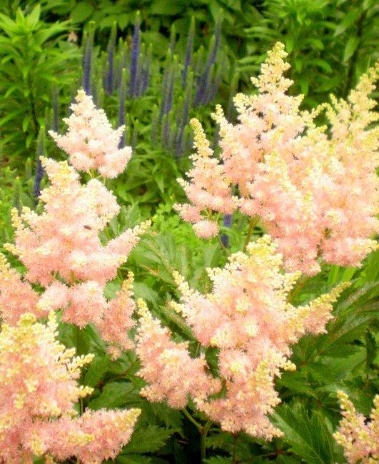 Photo of Astilbe 'Zuster Theresa' uploaded by ge1836