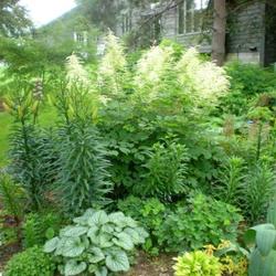 Location: Part Shade Pittsford NY
Date: 2010-06-14
This tall wide form astilbe is a major player in the Daylily and 