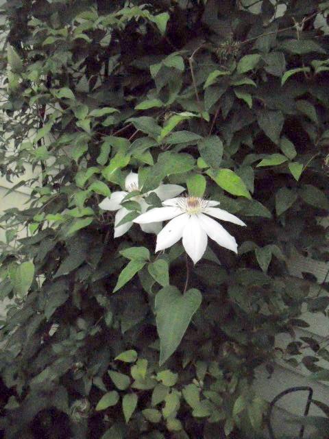 Photo of Clematis 'Henryi' uploaded by ge1836