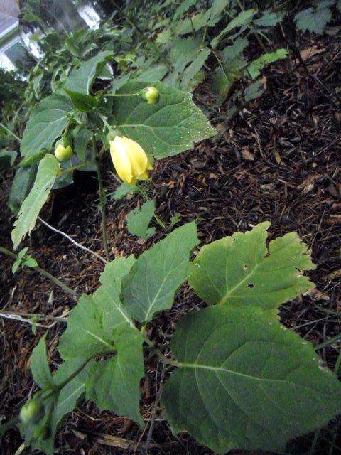 Photo of Yellow Wax Bells (Kirengeshoma palmata) uploaded by ge1836