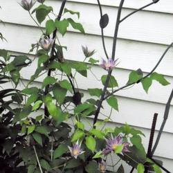 Location: Sun Pittsford NY
Date: 2011-06-05
Second year for this clematis. It really blooms heavily,what a sh