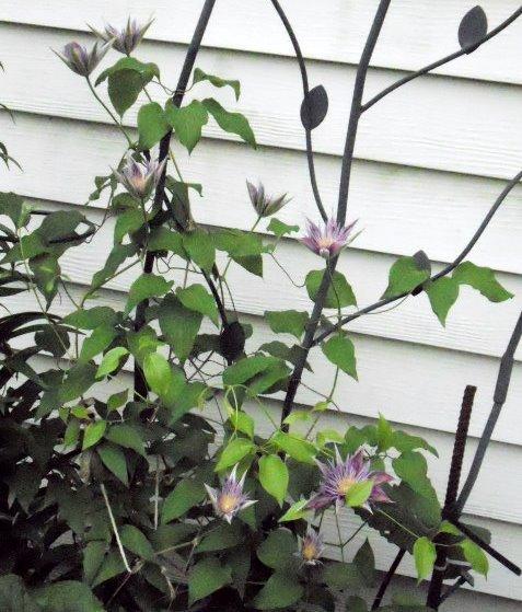 Photo of Clematis Crystal Fountain™ uploaded by ge1836