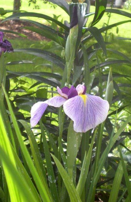 Photo of Japanese Iris (Iris ensata 'Prairie Glory') uploaded by ge1836