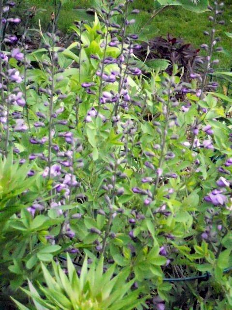 Photo of Wild Indigo (Baptisia 'Purple Smoke') uploaded by ge1836
