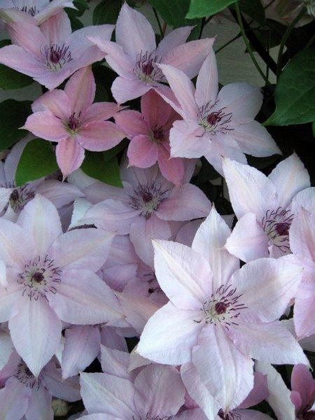Photo of Clematis 'Pink Fantasy' uploaded by goldfinch4