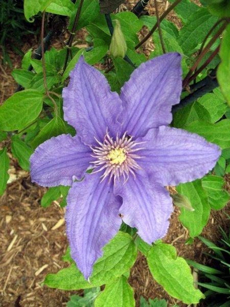 Photo of Clematis 'Will Goodwin' uploaded by goldfinch4