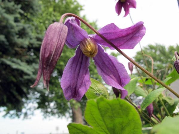 Photo of Clematis (Clematis integrifolia Chinook™) uploaded by goldfinch4