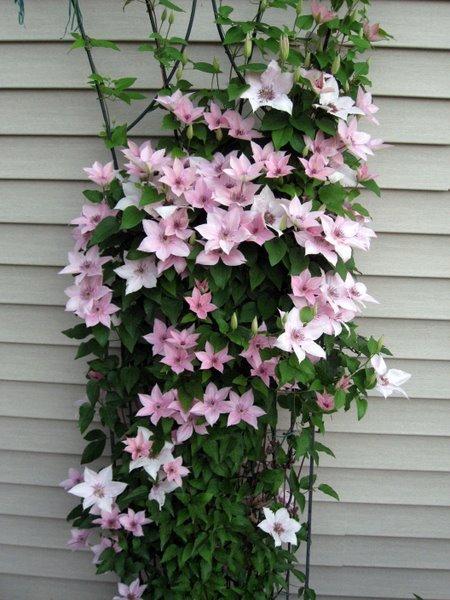 Photo of Clematis 'Pink Fantasy' uploaded by goldfinch4