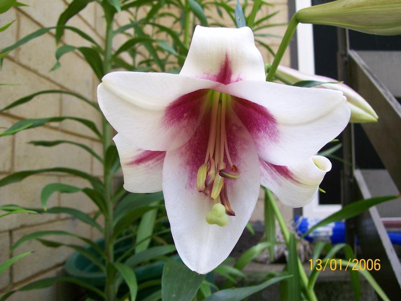 Photo of Lily (Lilium Triumphator) uploaded by gwhizz